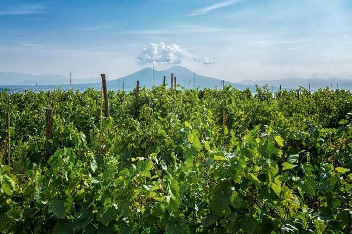 Vineyards in Naples