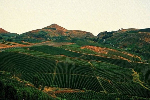 Tenuta Rapitalà