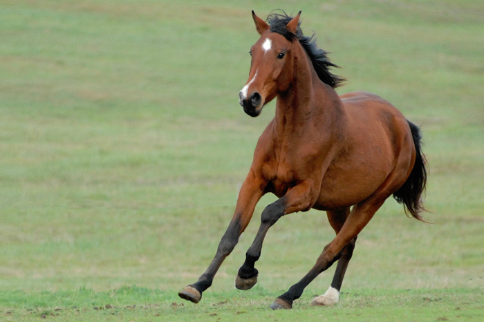 Cavallo di razza, foto di Jean Pierre Duretz da Pixabay