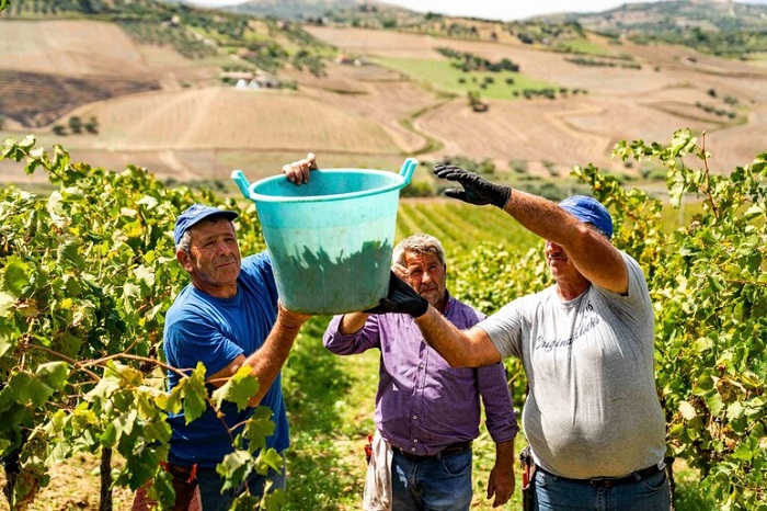 Al via la vendemmia 2024 in Sicilia