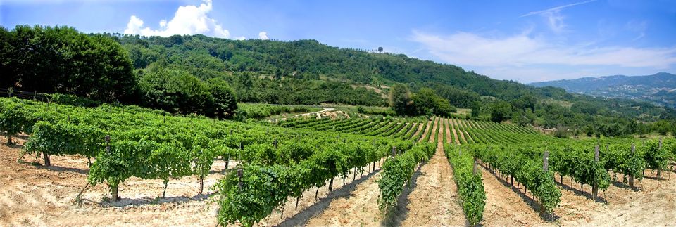 Panorama vigneti Greco di Tufo, Cantina Calafè