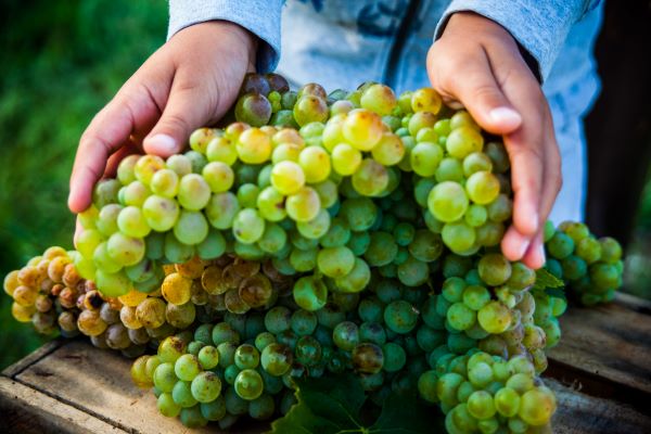 Cascina Maddalena, the Turbiana grape