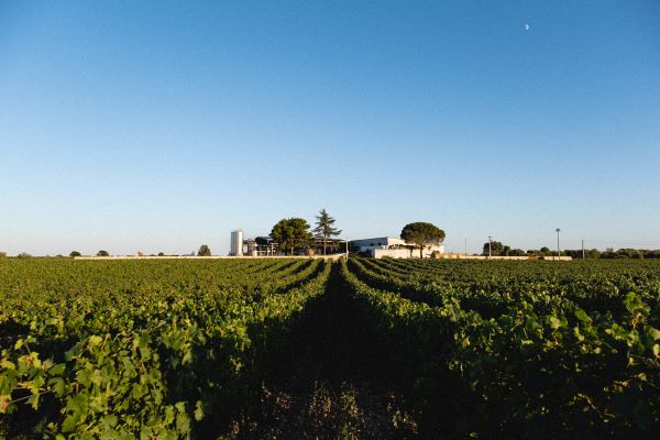 Polvanera, cantina e vigneti