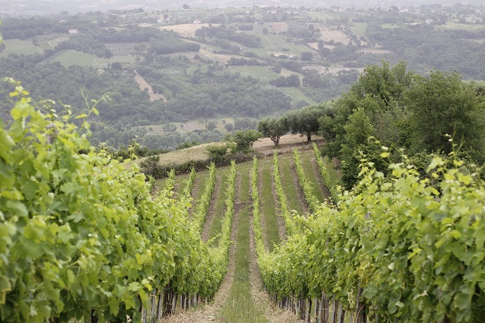 Greco di Tufo vigneti Sertura