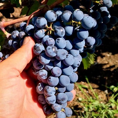 Le Macchiole, grappolo di Cabernet Franc per il Paleo