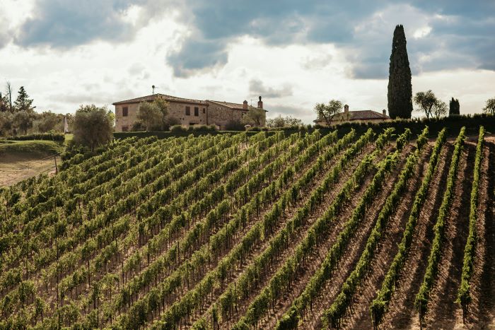 Boschetto Campacci panorama vigneti