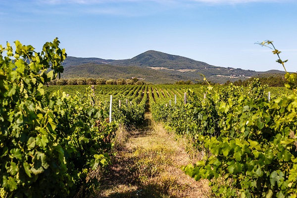 Castello del Terriccio, the vineyards