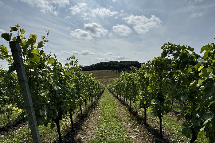 English Sparkling Wine, vigneti inglesi