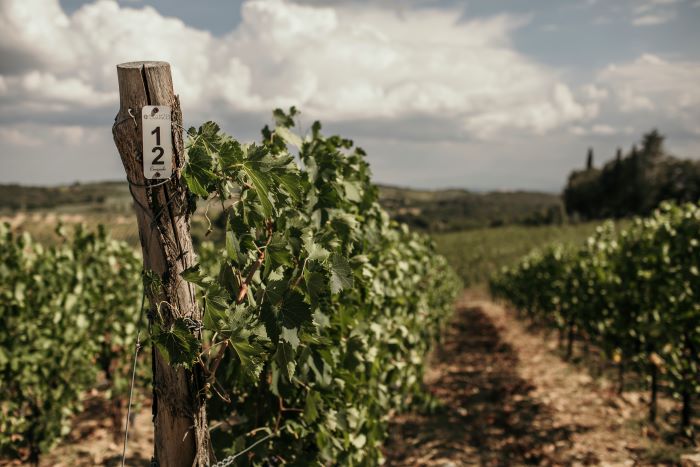 Boschetto Campacci, the vineyards