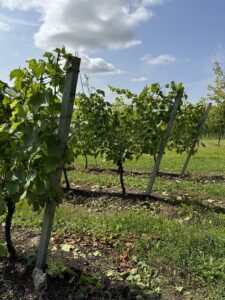 English Vineyards