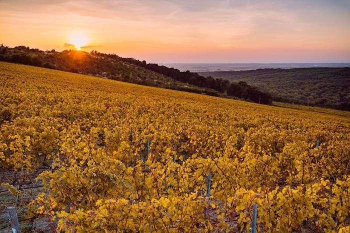 Caccia al Piano, vigneto San Biagio in autunno