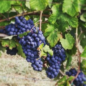 caesanese grapes