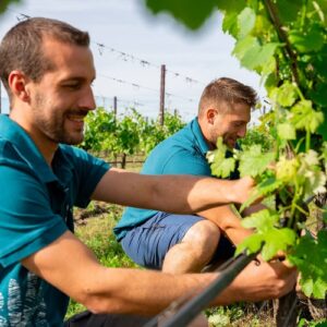 Cantina Ventiventi, lavori in vigna - Terreni e gestione bio