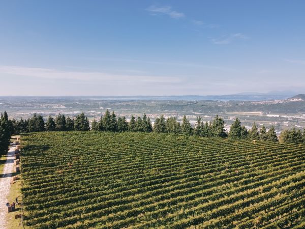 Allegrini, vigneto La Poja vista dal drone