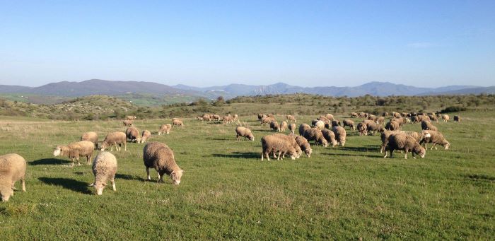 La Dimora dei Cavalieri, le pecore al pascolo