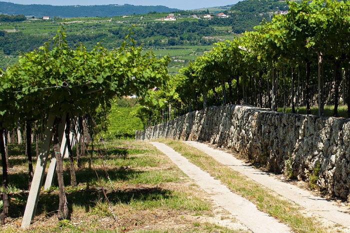 muretti a secco nei vigneti della Valpolicella