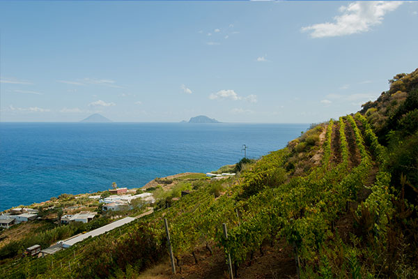 Salina, i vigneti di Malvasia di Colosi