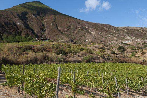 Salina vigneti di Malvasia, Colosi