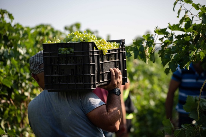 Vendemmia CVA Canicattì